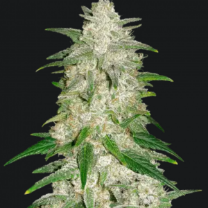 Gelato Auto.png